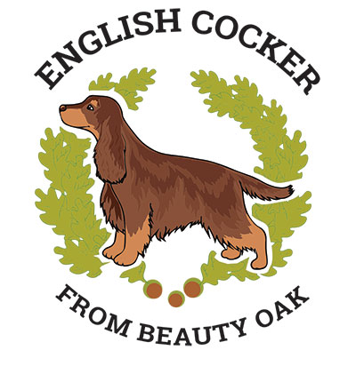 English Cocker From Beauty Oak